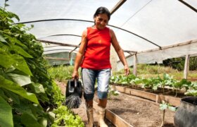 Maria Souza giesst Salatpflanzen im selbst gebauten Gewaechshaus.Pará, Brasil.