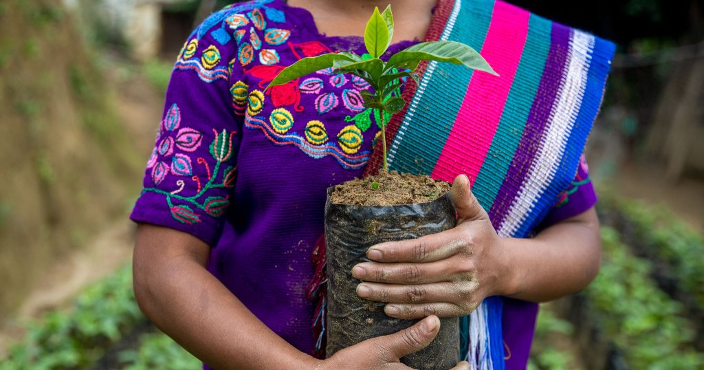 Azione Quaresimale fornisce un sostegno mirato alle famiglie contadine, in particolare in Guatemala.