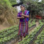 Eine Guatemaltekin spaziert durch ihren kleinen Hausgarten, der mit nachhaltiger Landwirtschaft bepflanzt wurde