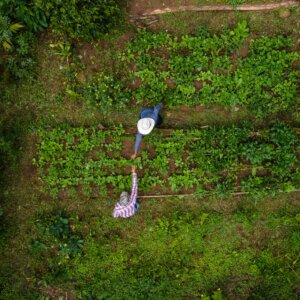 Zwei guatemaltekische Bauern arbeiten auf ihrem Feld