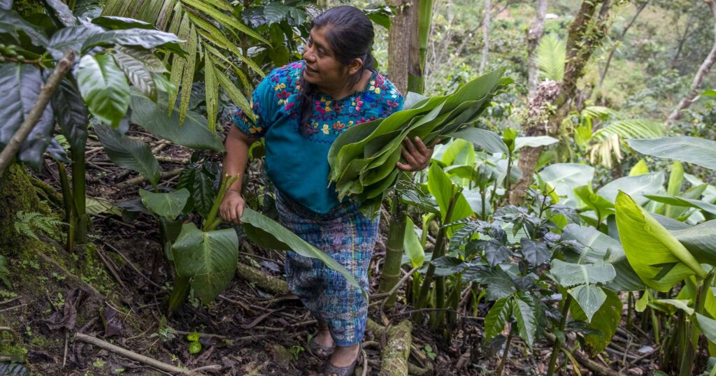 Eine indigene Guatemaltekin geht durch den Wald und pflückt Blätter für ihren eigenen Gebrauch