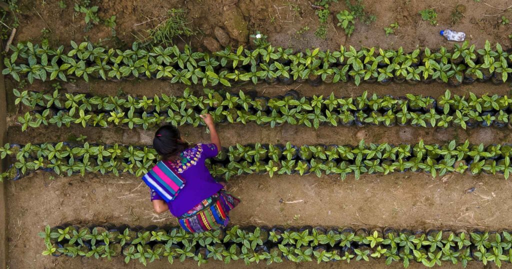 Eine guatemaltekische Kleinbauerin arbeitet auf ihrem Feld