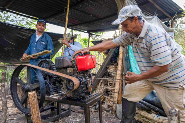Un’attività di canna da zucchero di successo